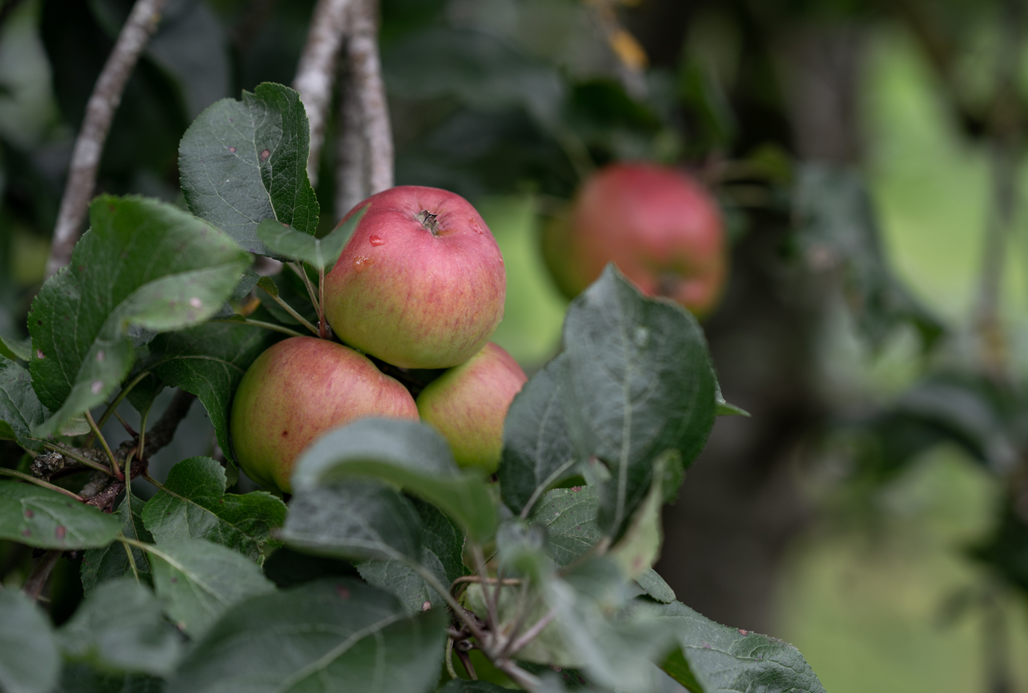 Horn Cider - Fotograf Per Bille